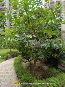 DayLight_1X View Shot