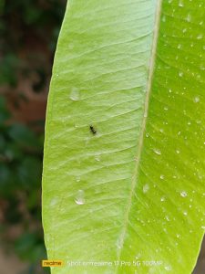 Daylight_PotraitMode_CloseUp