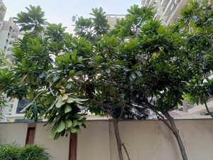 IMG_20230606_134821_396