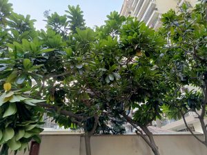 IMG_20230606_134837_128