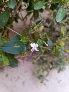 IMG_20230606_135009_182