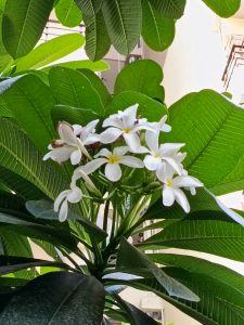 IMG_20230606_135310_510