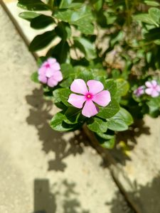 IMG_20230607_121418_796