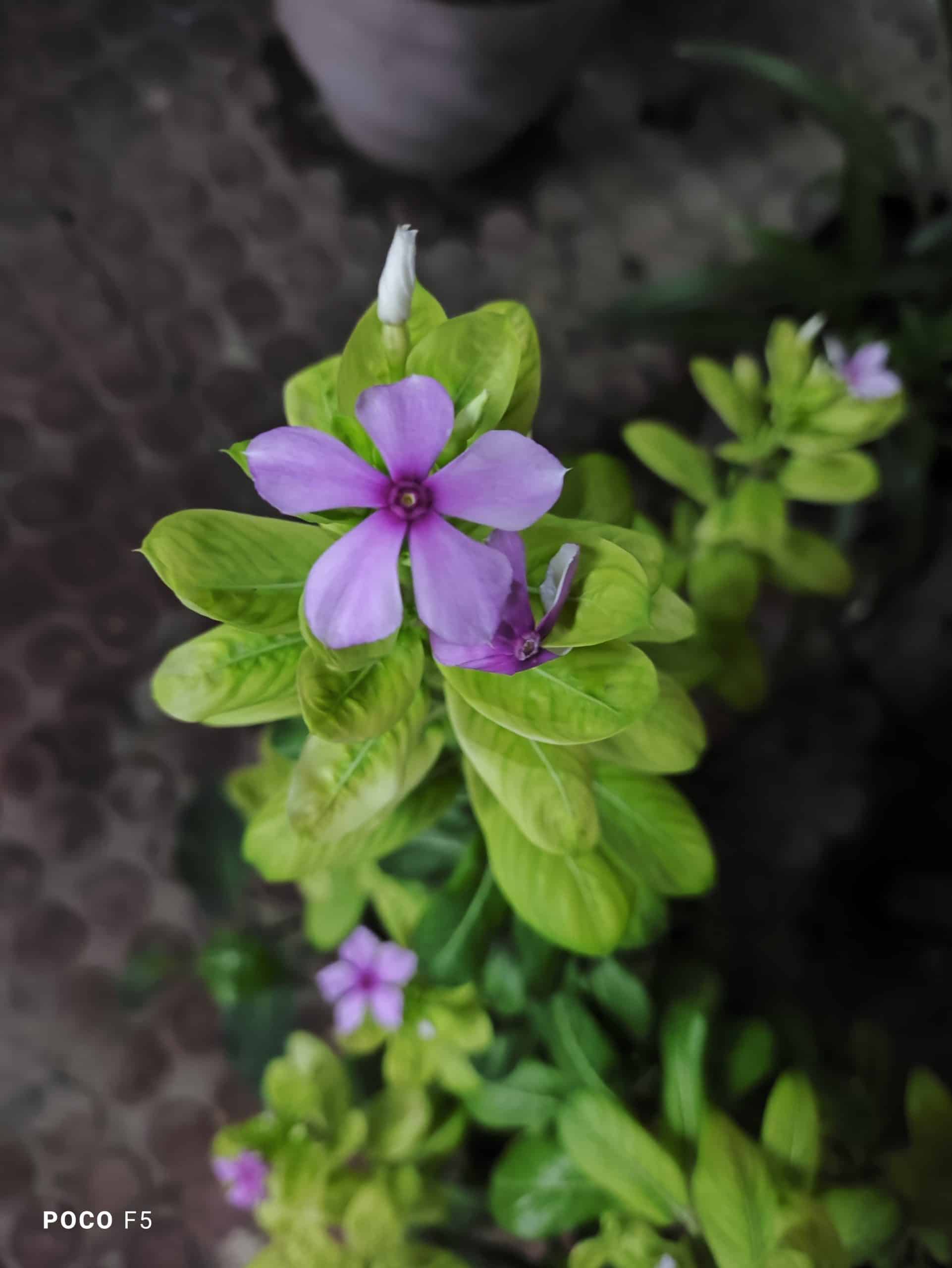 Night Mode_NightTime_Macro Lens