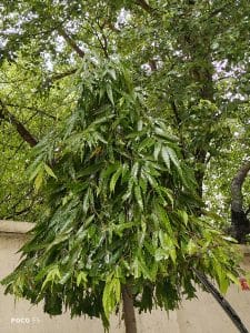 Photo Mode_Bright Daylight_Macro Lens