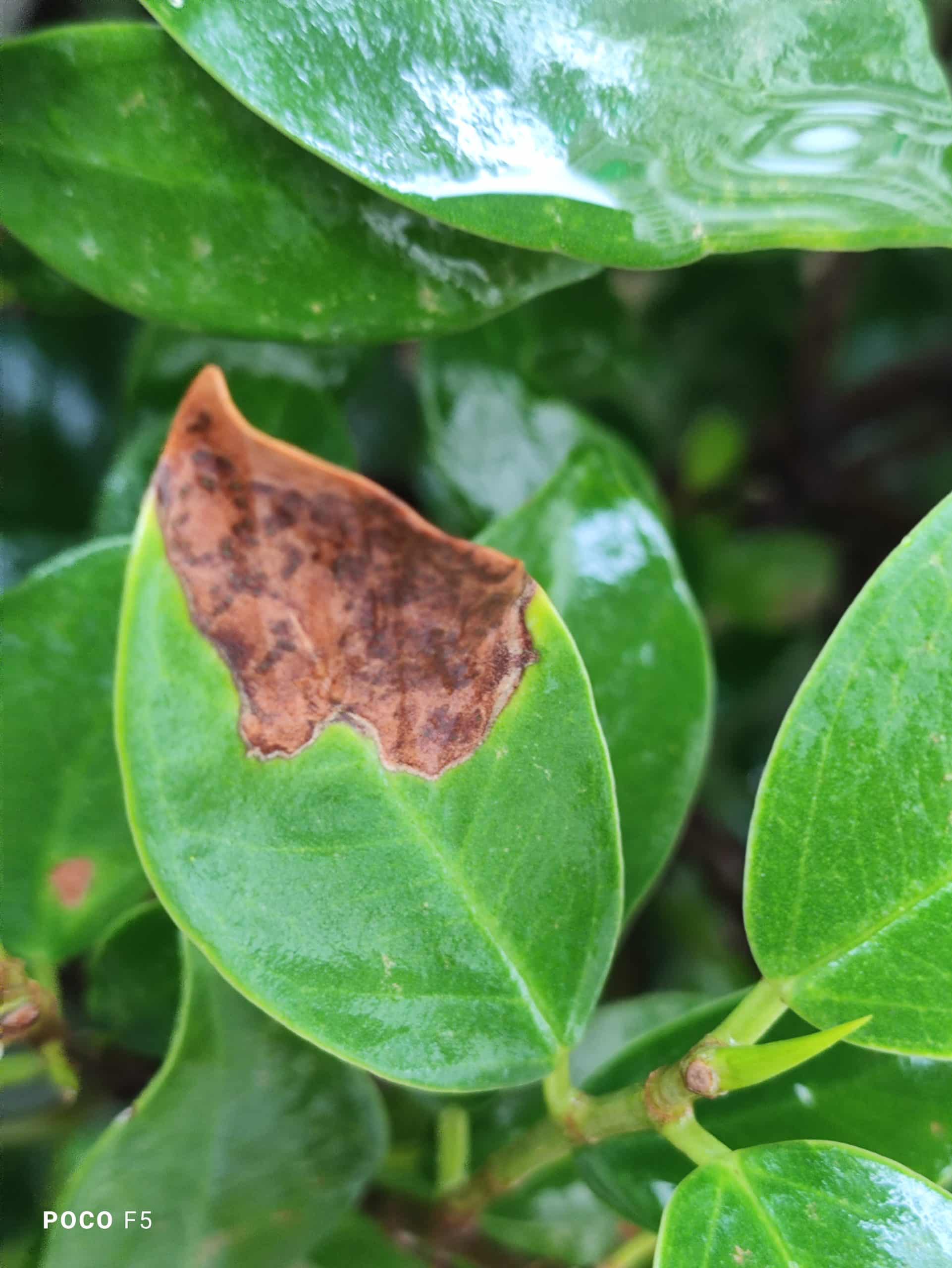 Photo Mode_Bright Daylight_Macro Lens_2