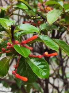 Photo Mode_Bright Daylight_Macro Lens_3