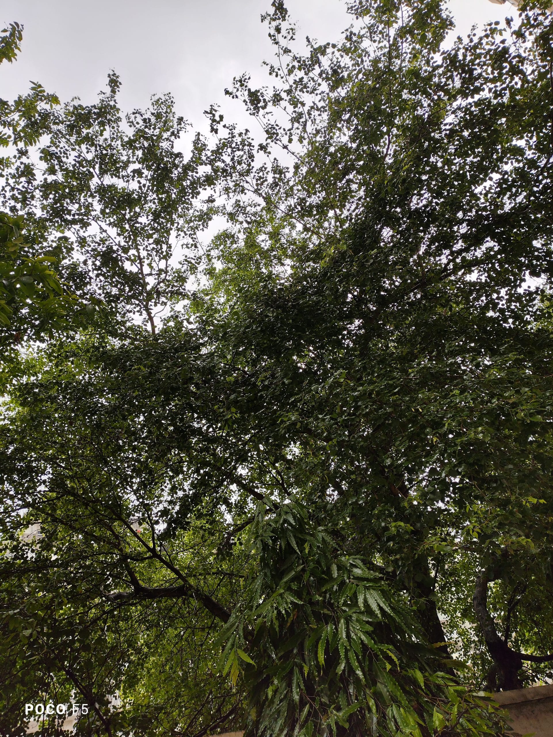 Photo Mode_Bright Daylight_Main Sesnor