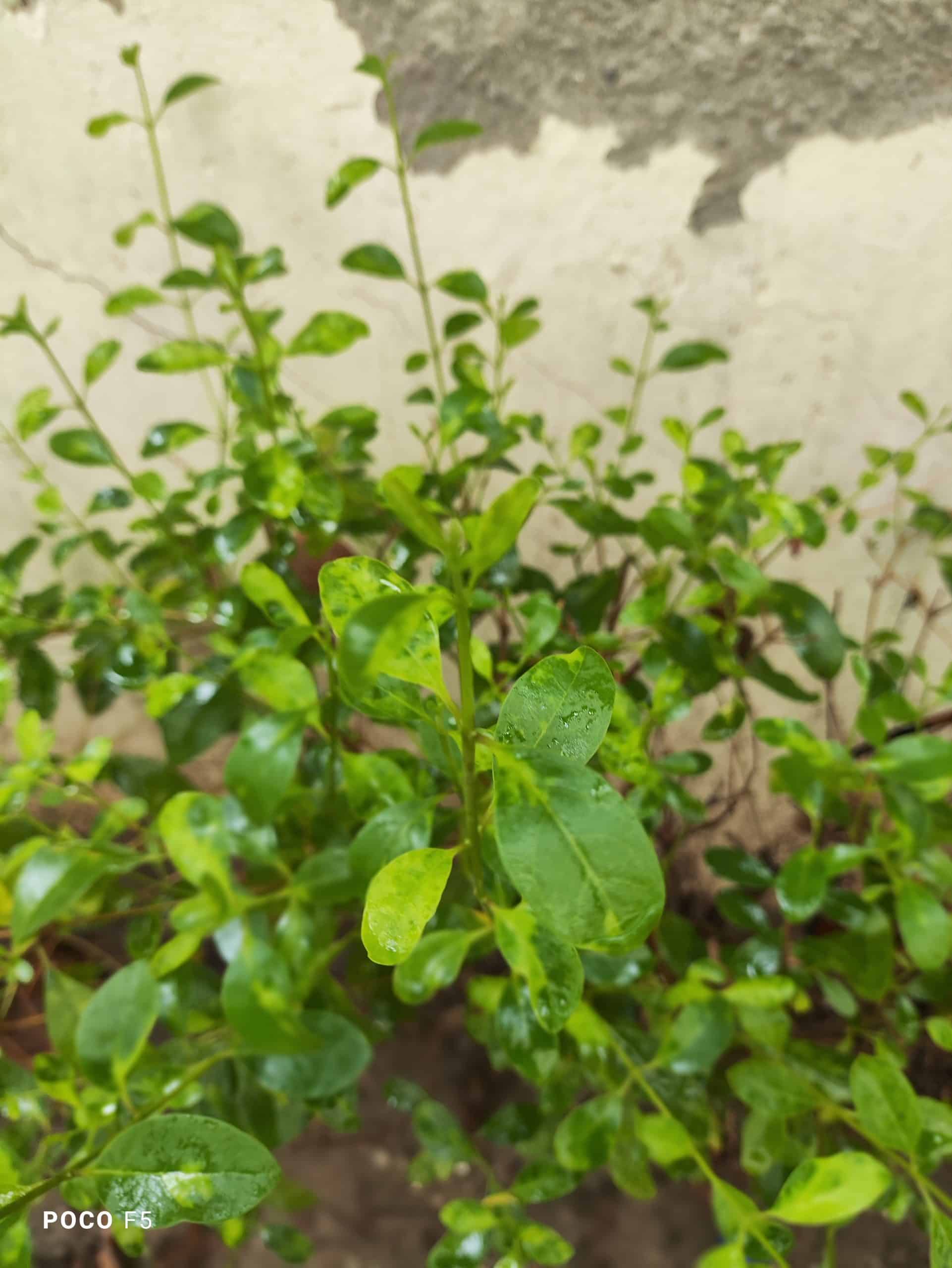 Photo Mode_Bright Daylight_Main Sesnor_2