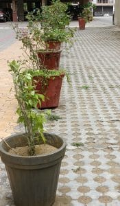 PhotoMode_Daylight_2