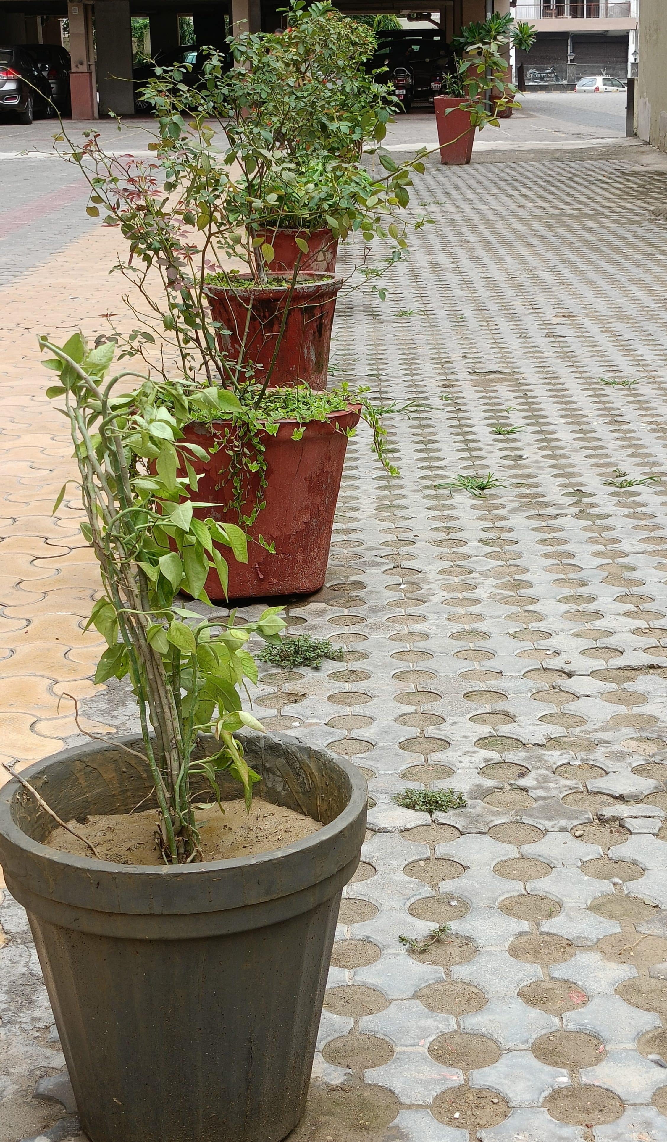 PhotoMode_Daylight_2