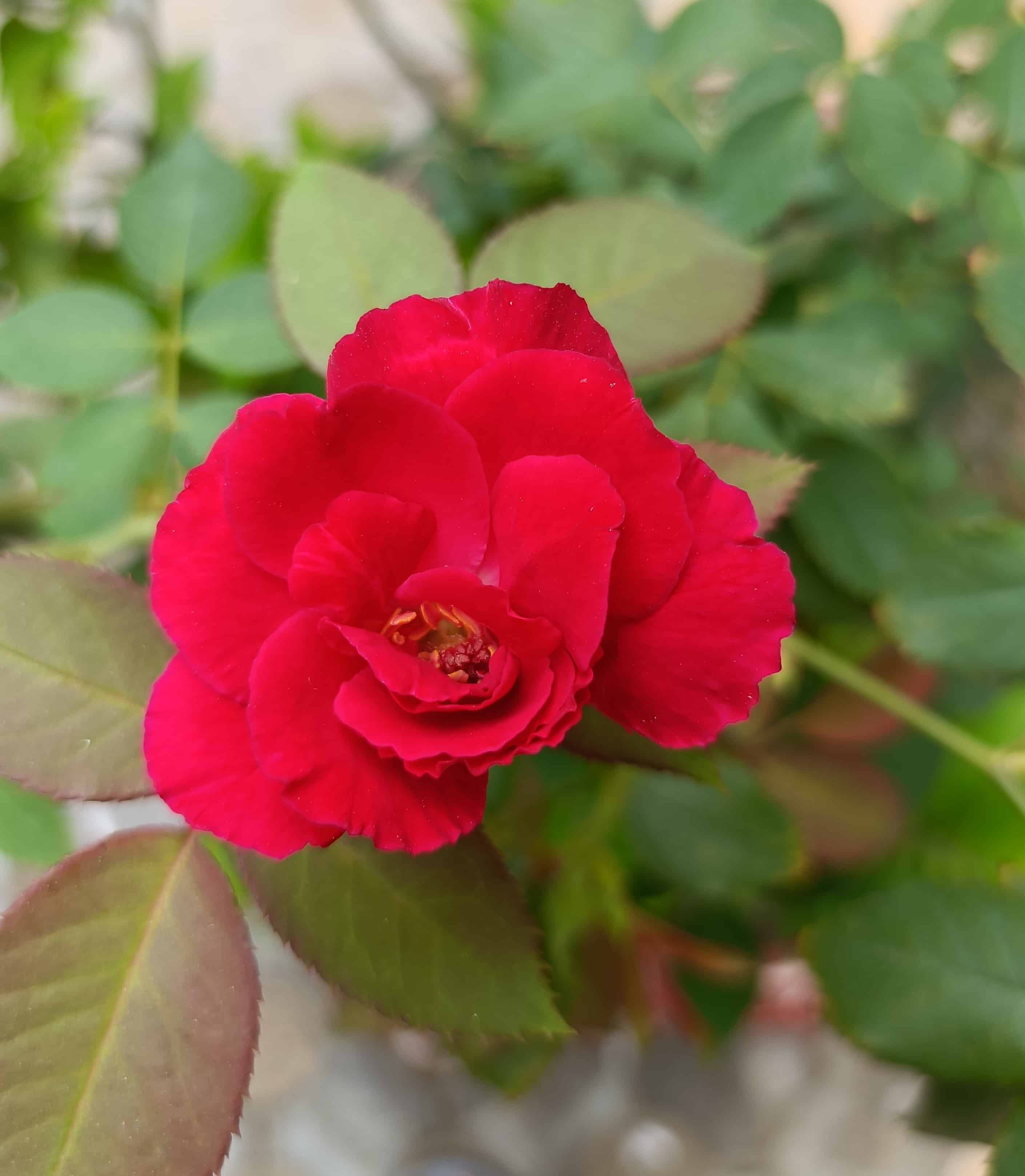 PortraitMode_Daylight_1