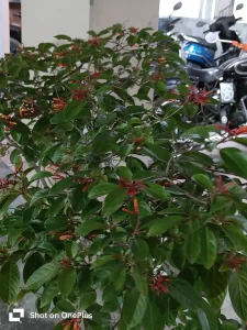 IMG20230729194144-scaled