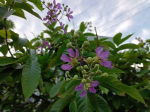 IMG20230707181911 (1)