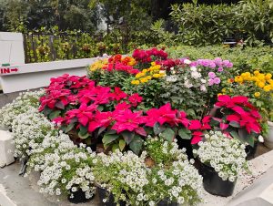 IMG_20240109_133511655_HDR