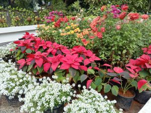 IMG_20240201_153923_782