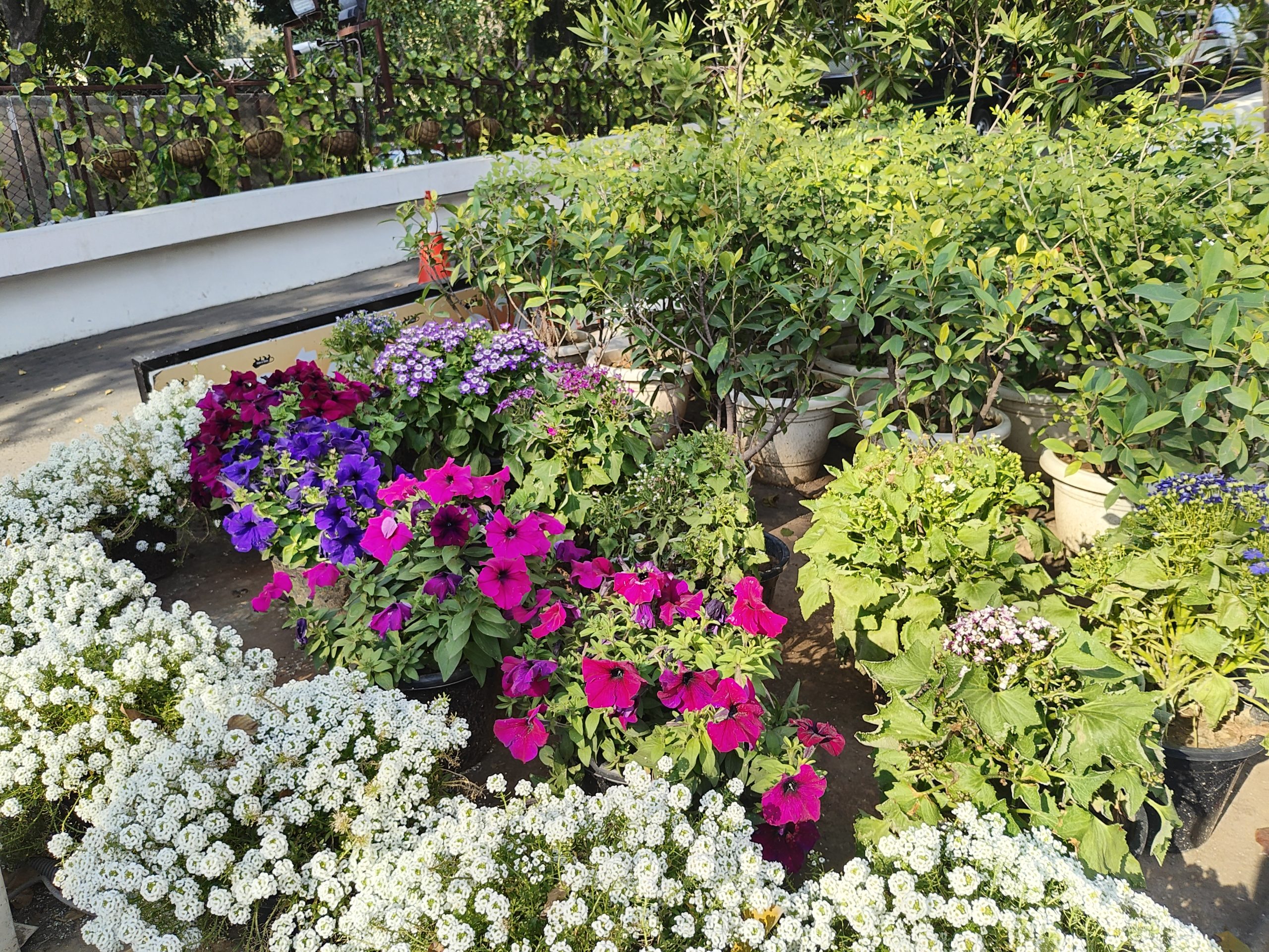 IMG_20240108_080351355_HDR