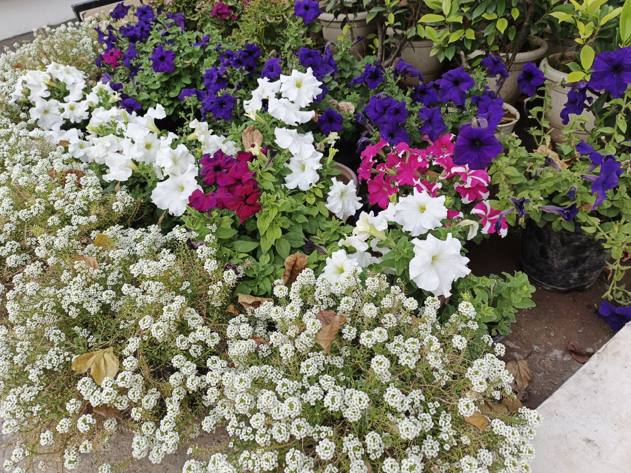 IMG_20240328_173041_564