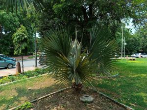 IMG_20240717_120327_051