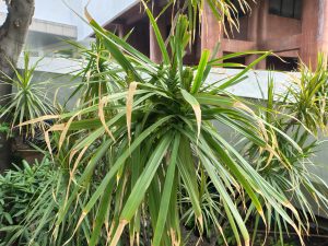 IMG_20240718_105025660_HDR