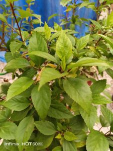 IMG_20240908_182657_988