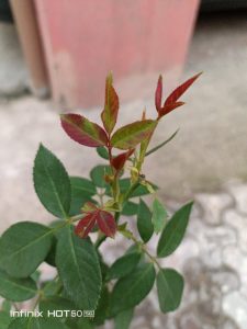 IMG_20240908_182732_340