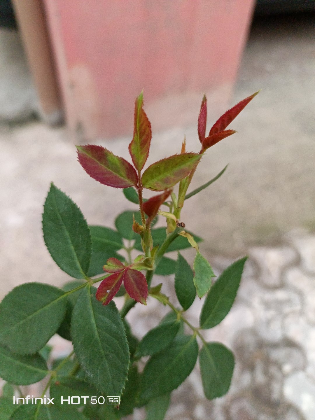 IMG_20240908_182732_340