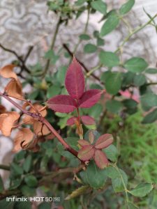 IMG_20240908_182759_101