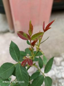 IMG_20240908_182806_203