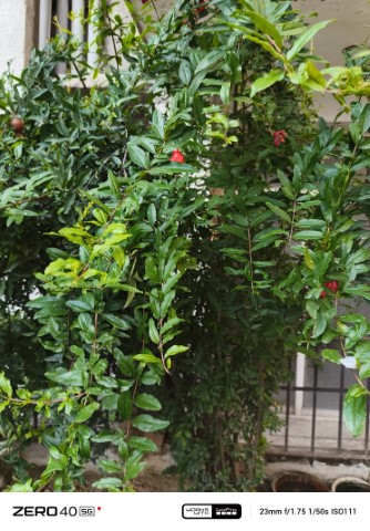 IMG_20240920_165030_811