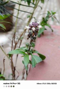 IMG20240109081443_3_11zon