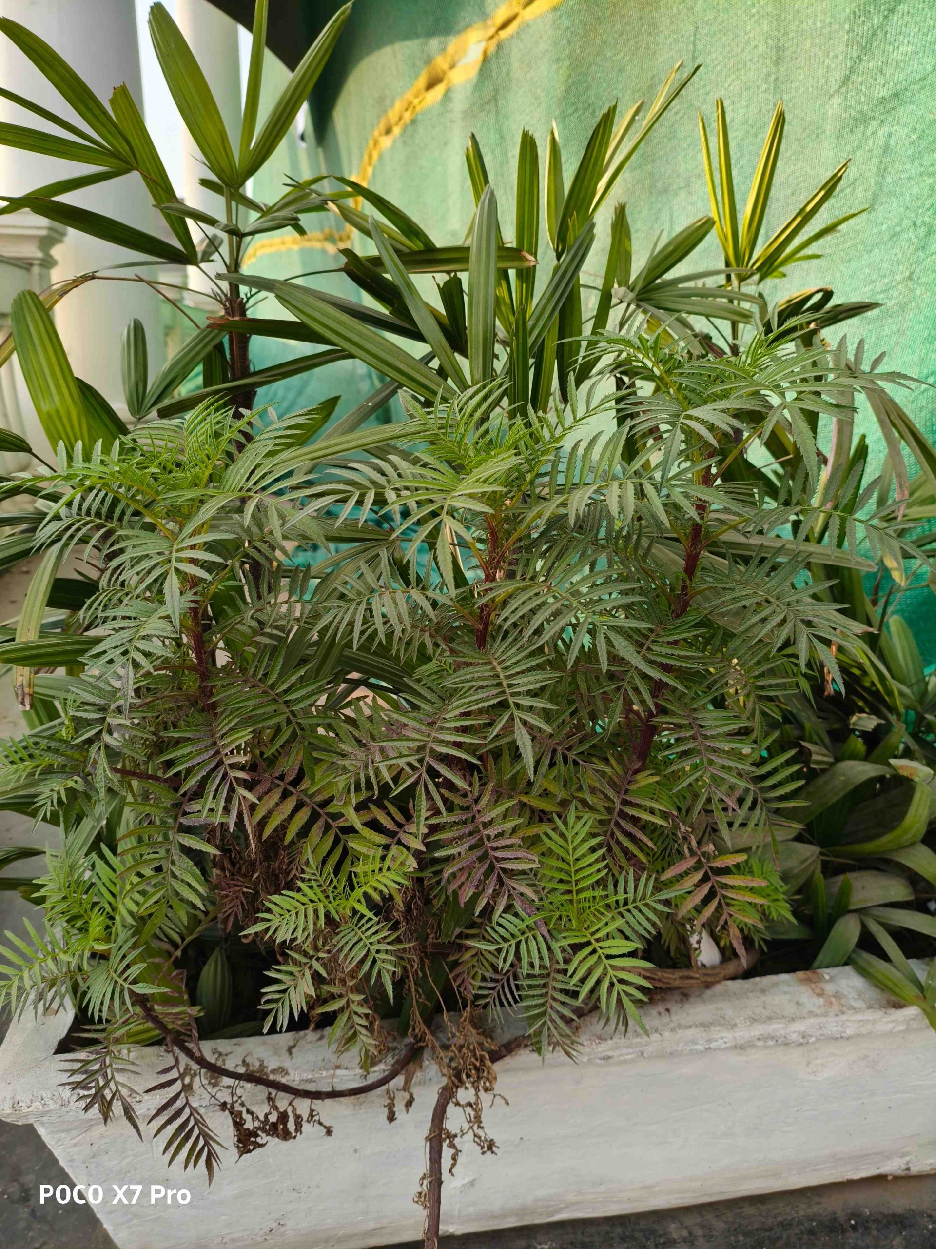 IMG_20250105_160451_20_11zon