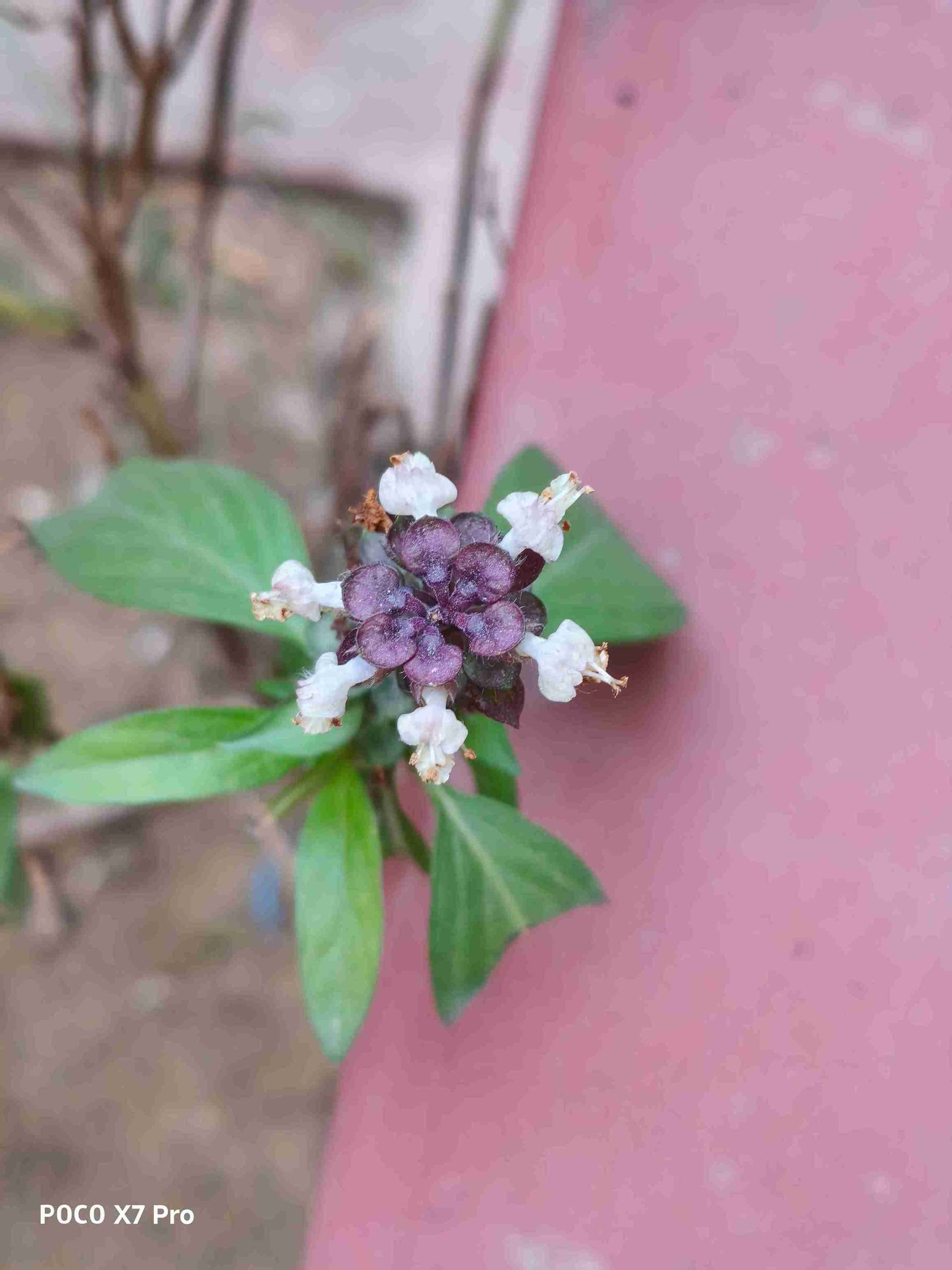 IMG_20250105_165707_22_11zon