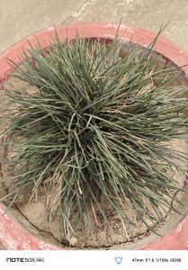 IMG_20250327_115045_174