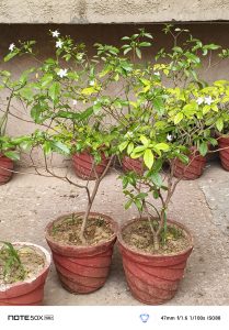 IMG_20250327_115232_526