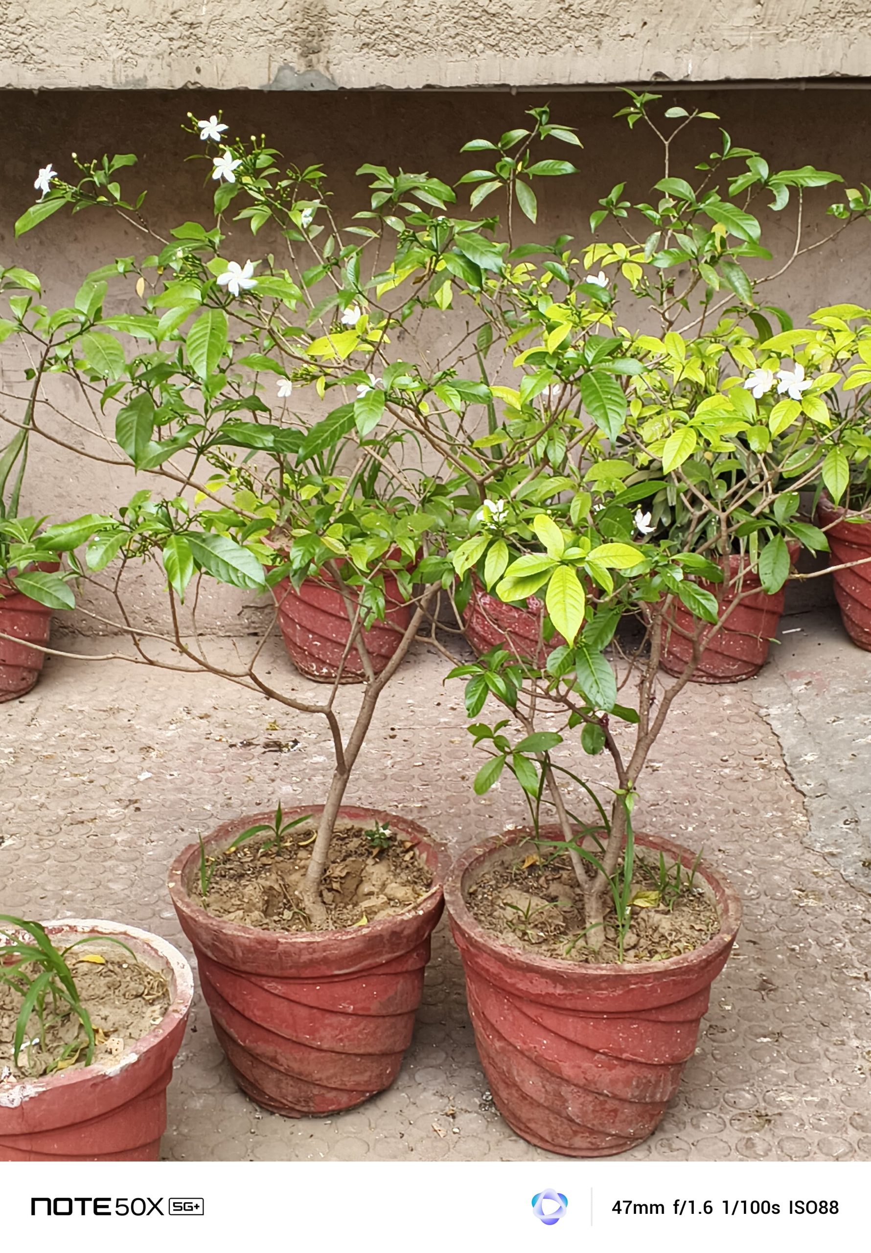 IMG_20250327_115232_526