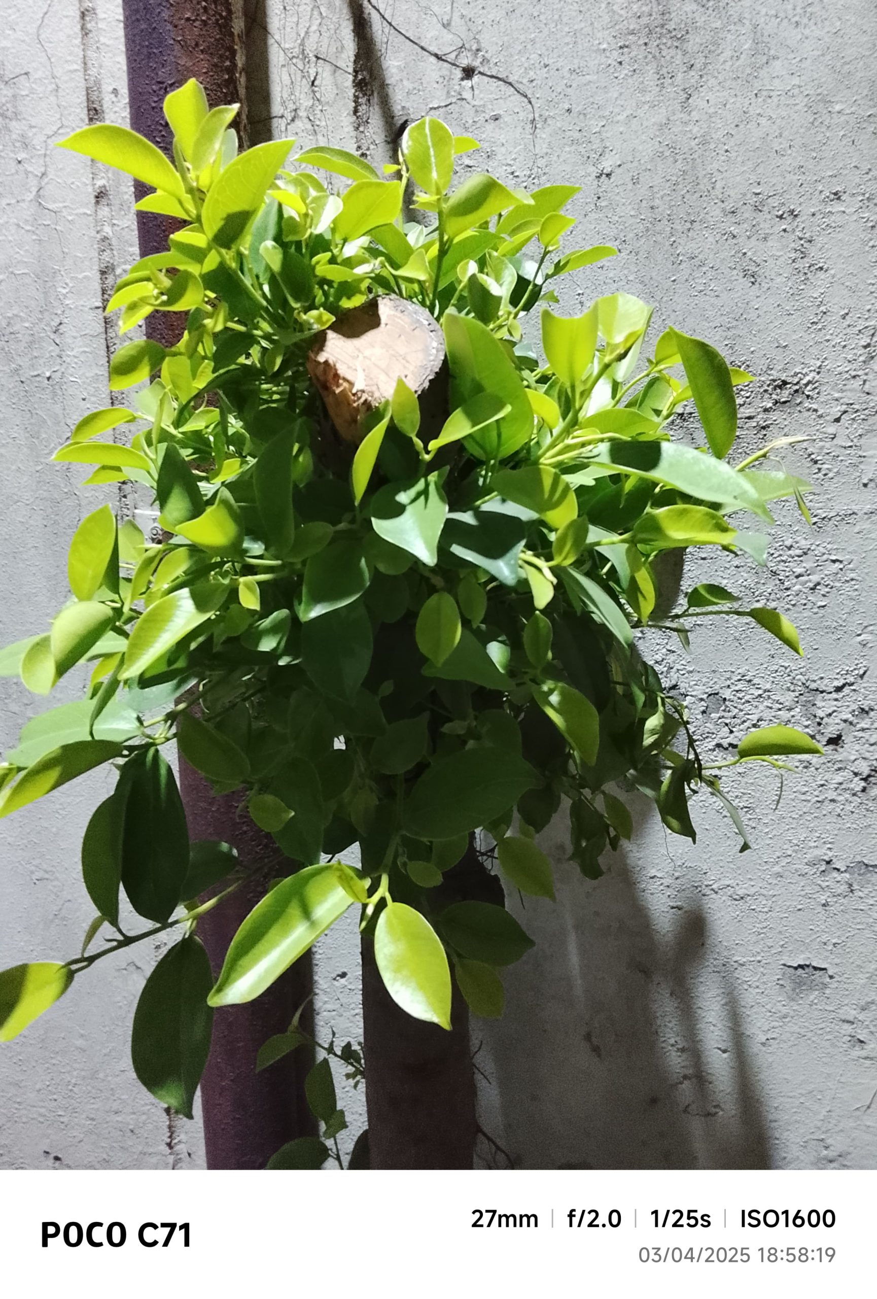 IMG_20250403_185819-min