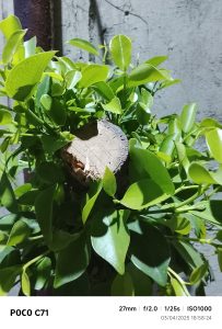 IMG_20250403_185824-min