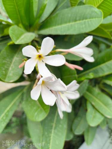 IMG_20250622_145454186