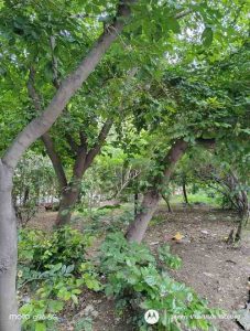 IMG_20250706_142912215_HDR