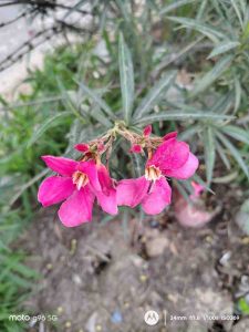 IMG_20250706_151243797_HDR