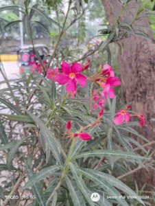 IMG_20250706_151303903_HDR