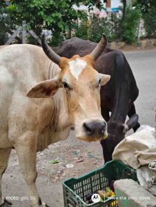 IMG_20250706_151814421_HDR