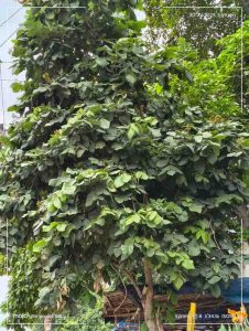 IMG_20250730_155918119_HDR