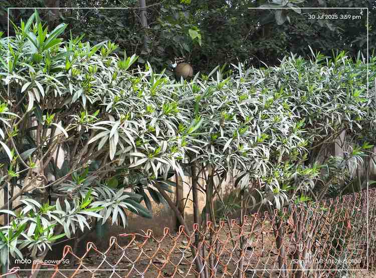 IMG_20250730_155943655_HDR