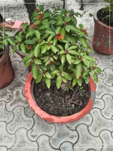 IMG_20250730_163643784_HDR