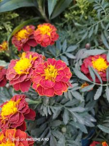 IMG_20251104_230040_297