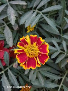 IMG_20251104_230049_142