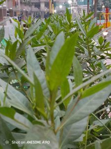 IMG_20251104_231324_330